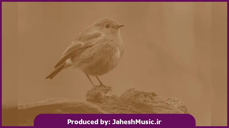 دانلود آهنگ تو موهام پیدا کردم تار مو سفید از 